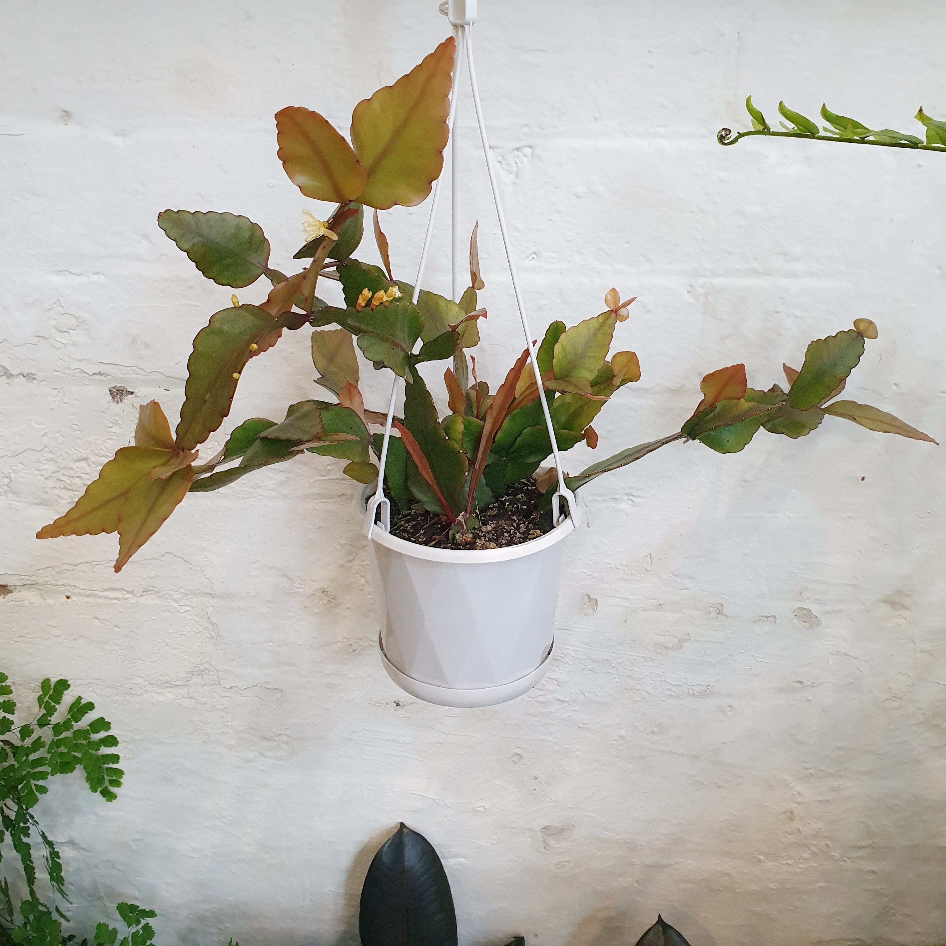 Rhipsalis elliptica - 13cm pot